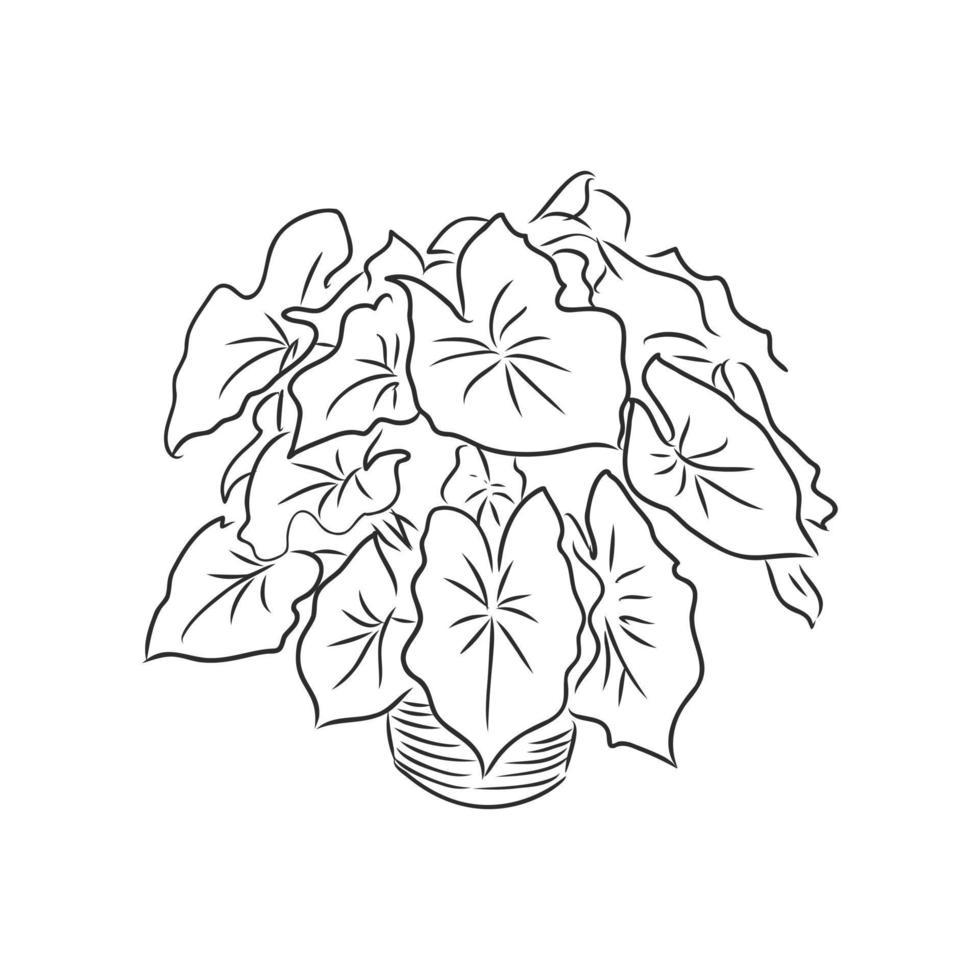 houseplant vector sketch