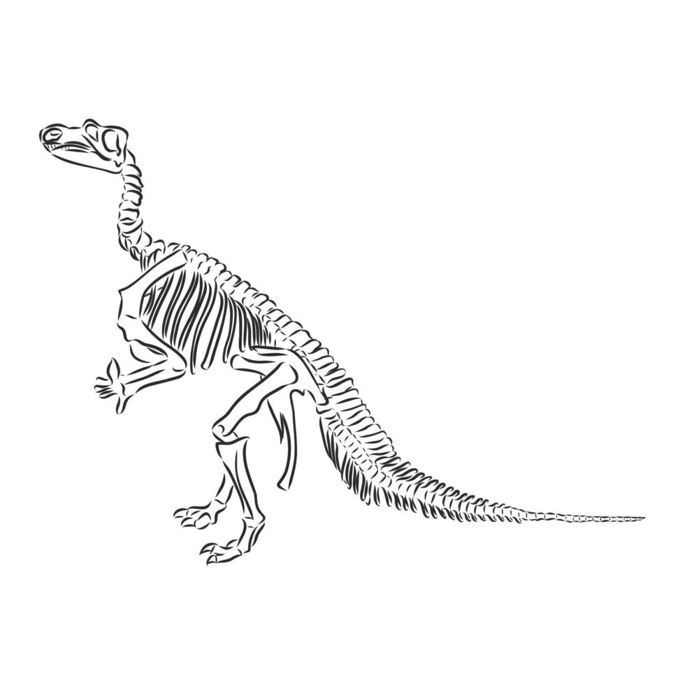 dinosaur skeleton vector sketch