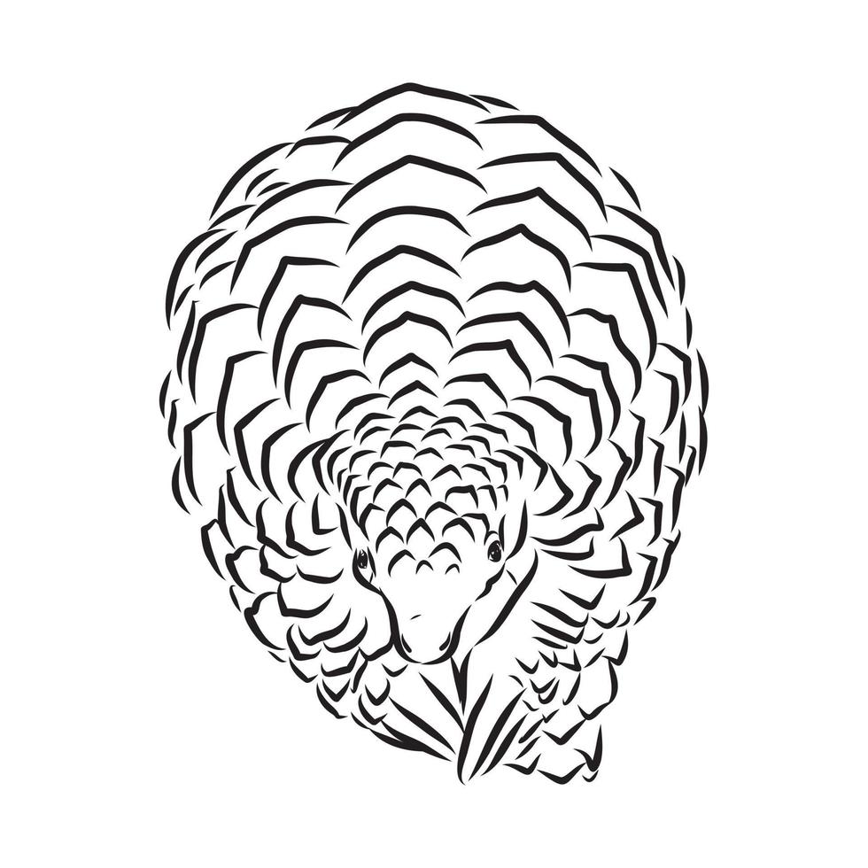 pangolin vector sketch