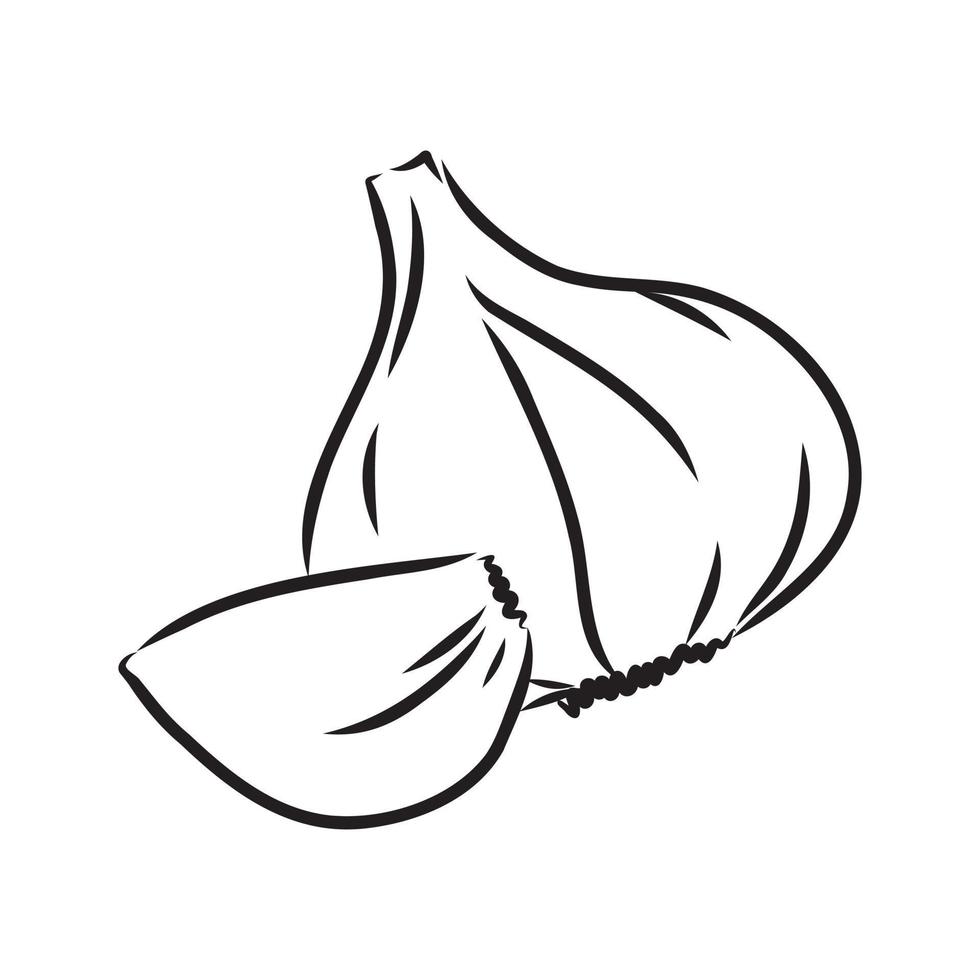 garlic vector sketch