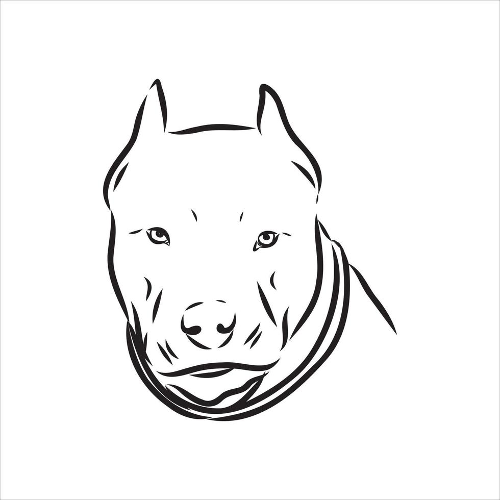 pit bull terrier vector sketch