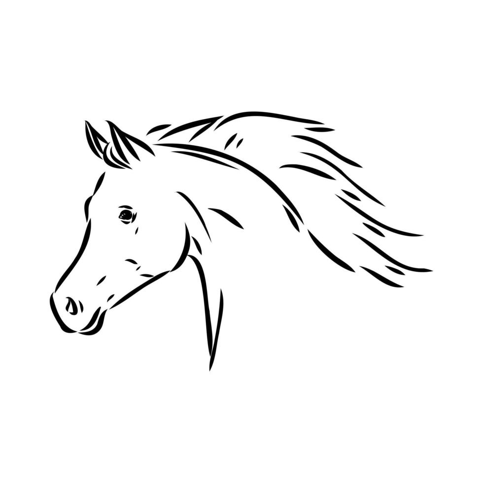 arab horse vector sketch