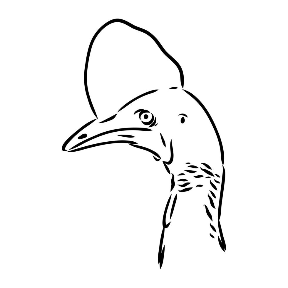 cassowary vector sketch