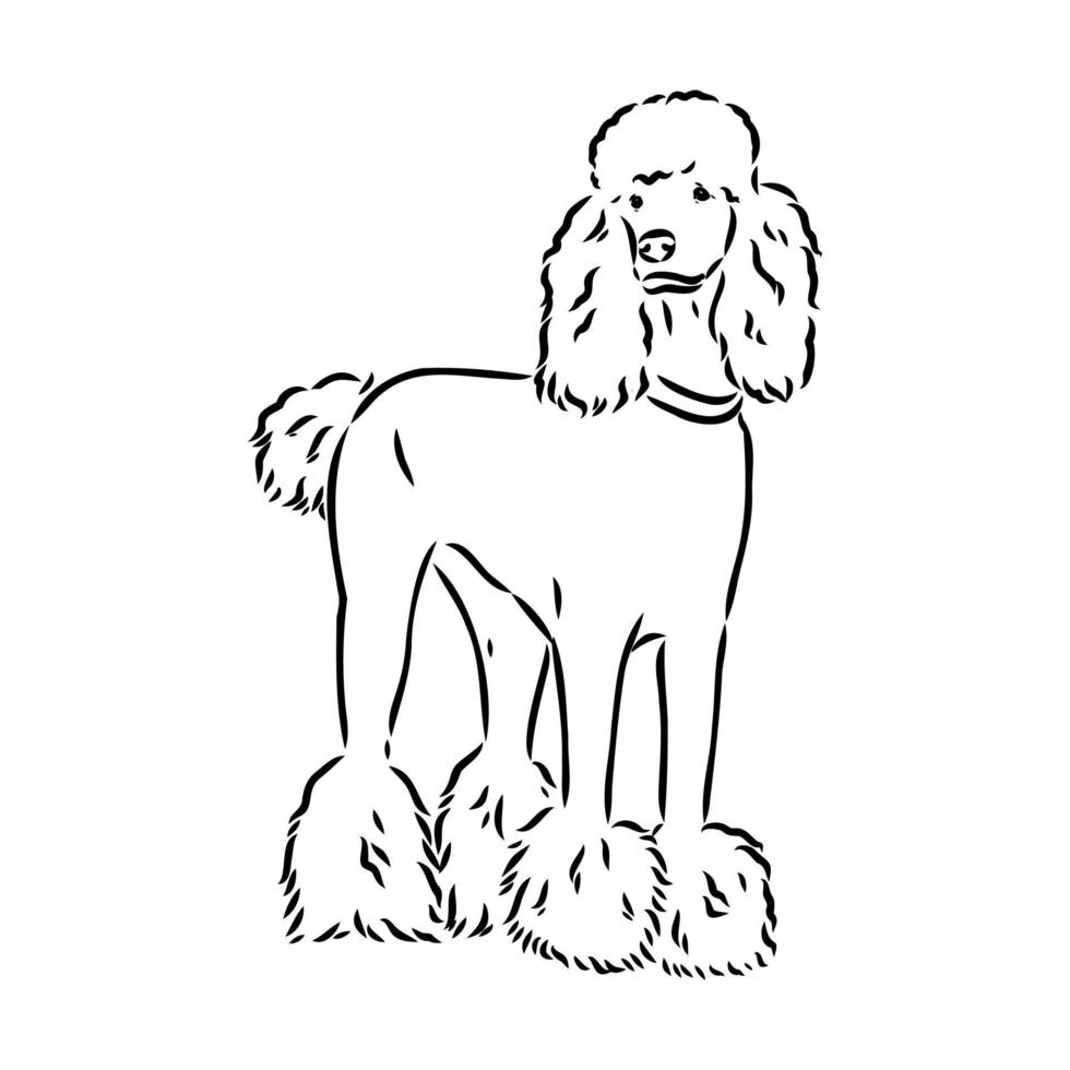 dibujo vectorial de perro caniche vector