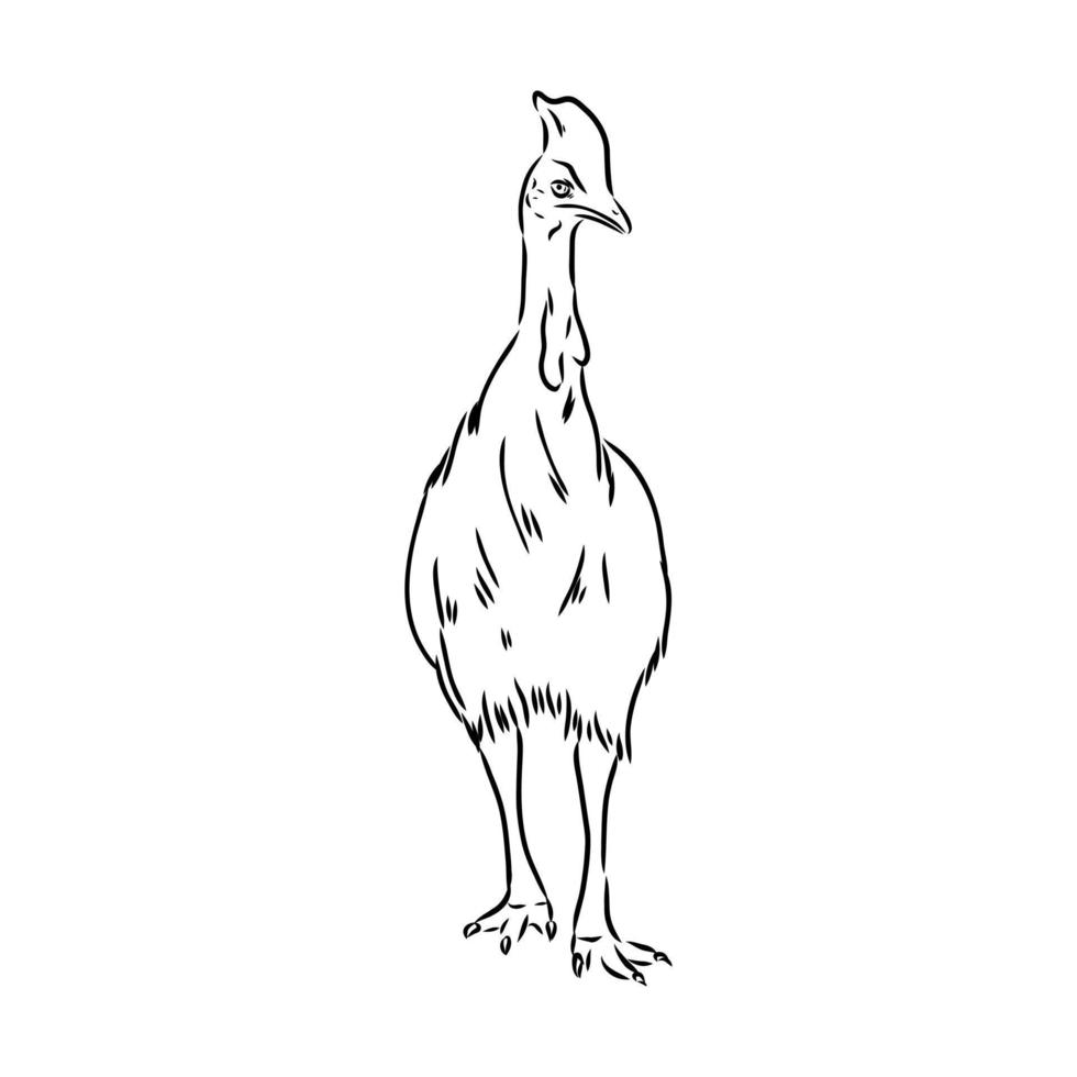cassowary vector sketch