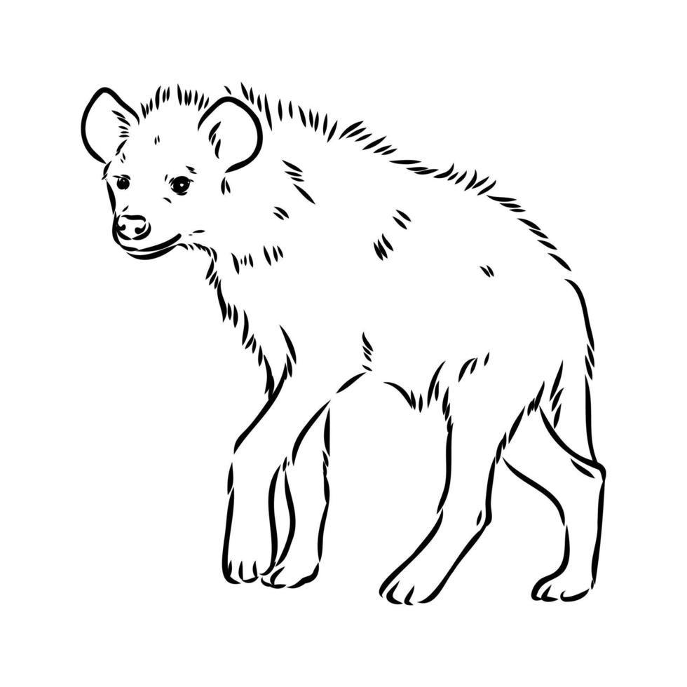 hyena vector sketch