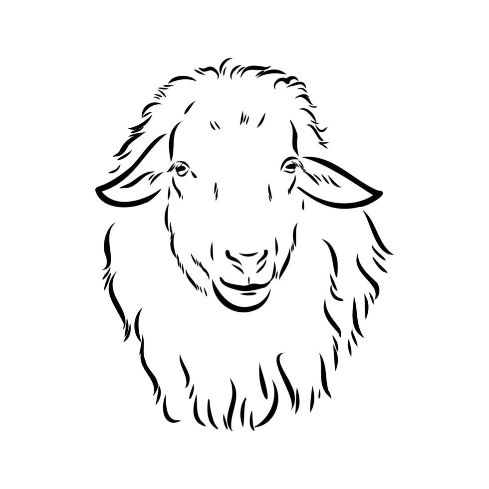 sheep vector sketch