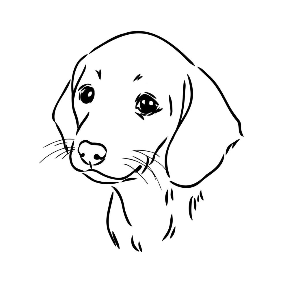 dachshund vector sketch