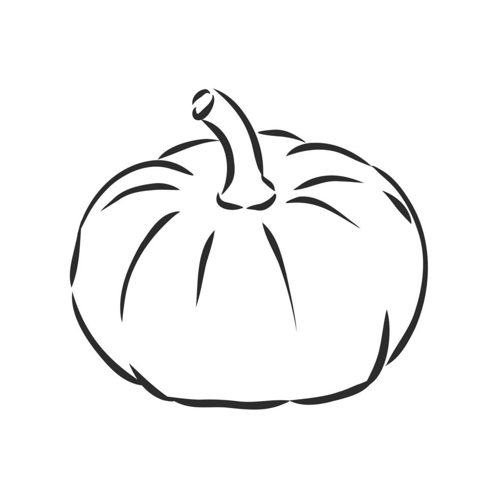 pumpkin vector sketch