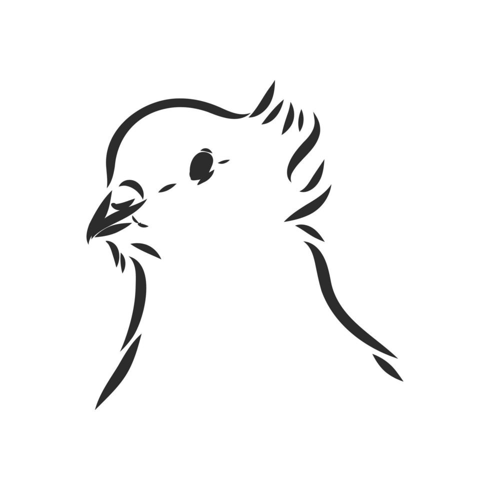 purebred pigeon vector sketch