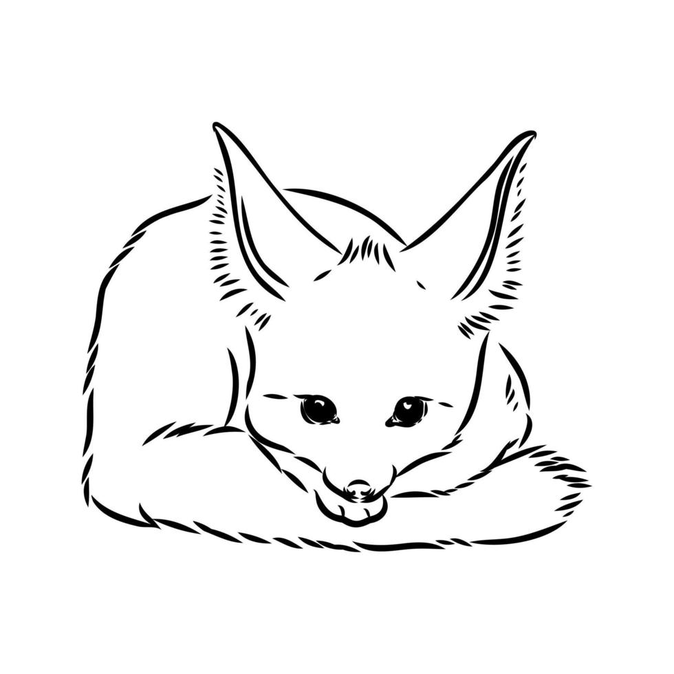 bosquejo del vector del zorro fenek