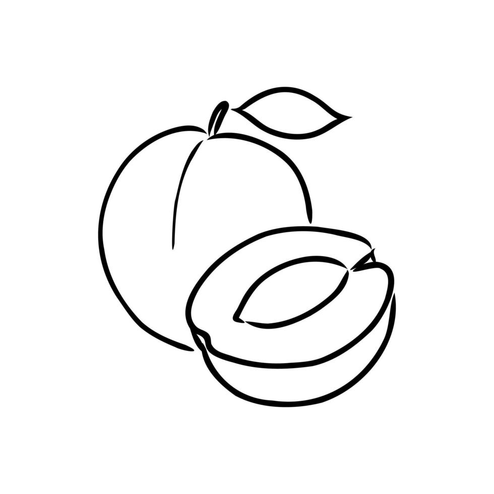 apricot vector sketch