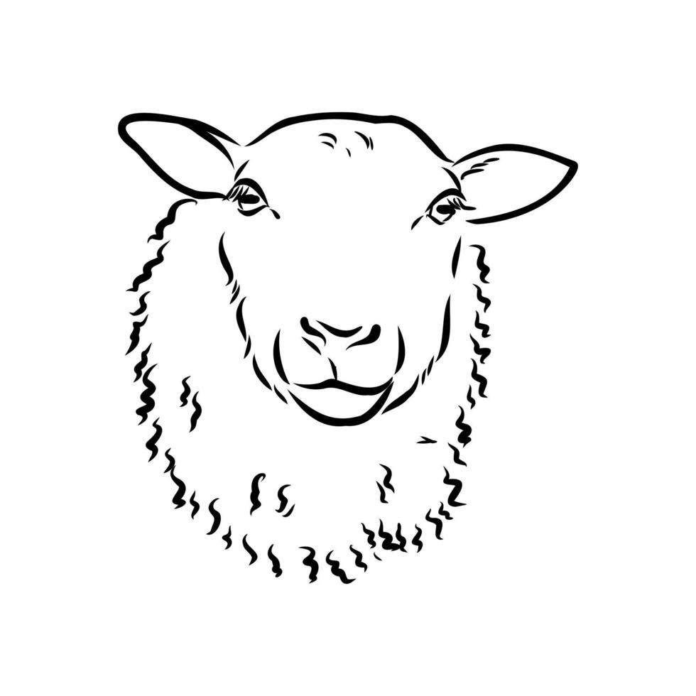 sheep vector sketch