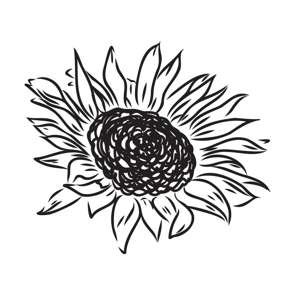 sunflower seeds vector sketch