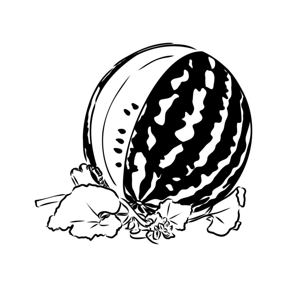 watermelon vector sketch