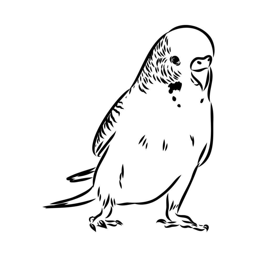 budgie vector sketch