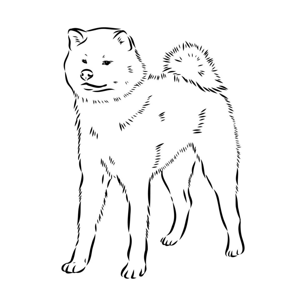 boceto vectorial de perro akita inu vector