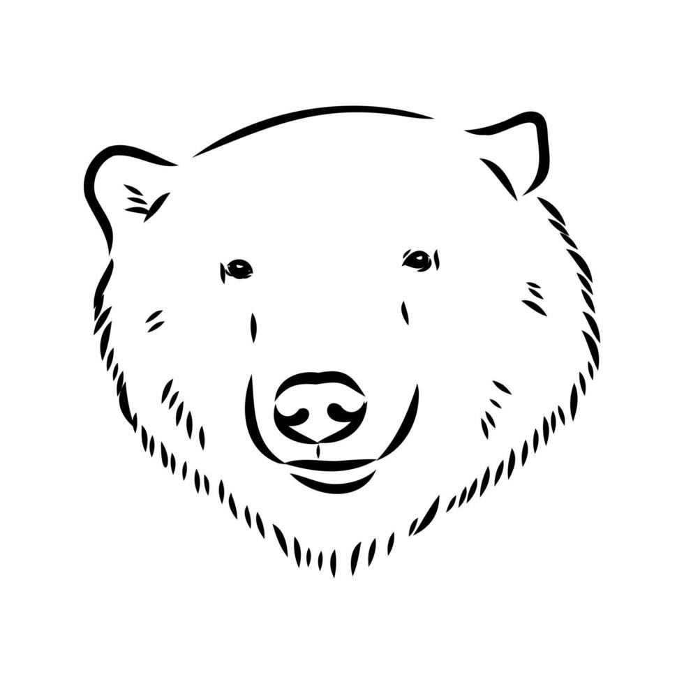 polar bear vector sketch