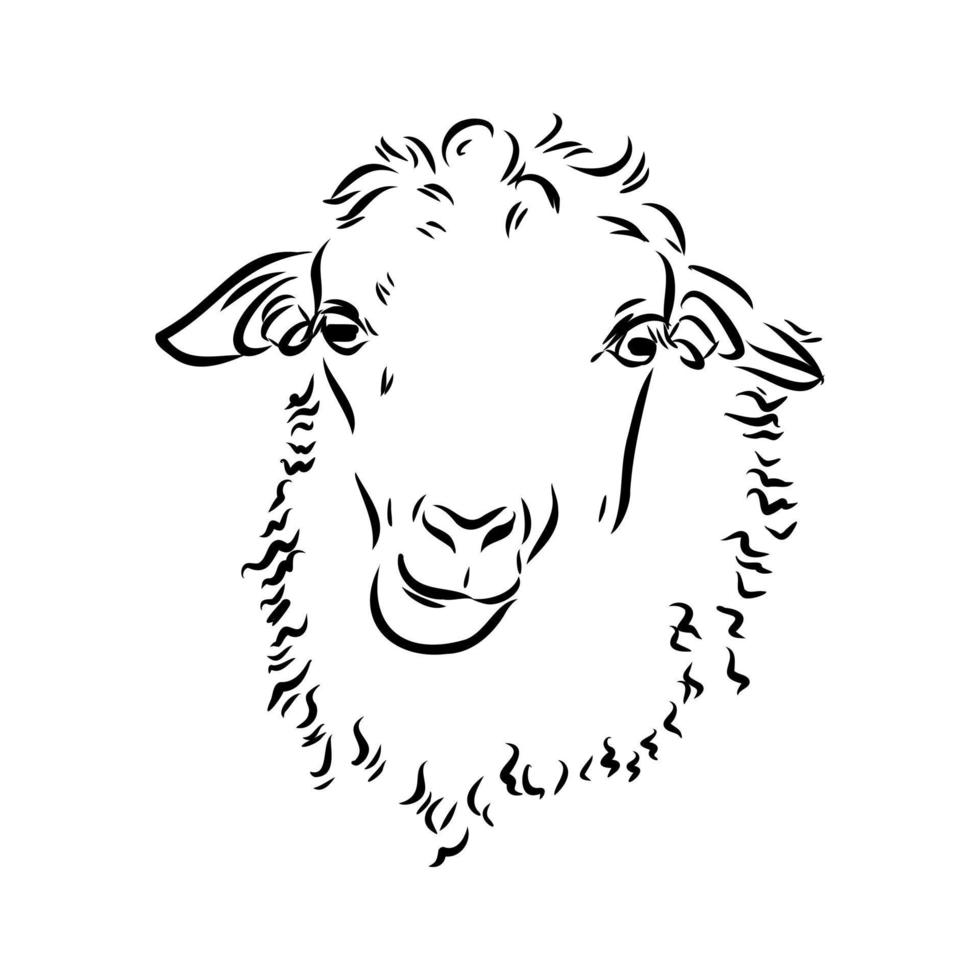 sheep vector sketch