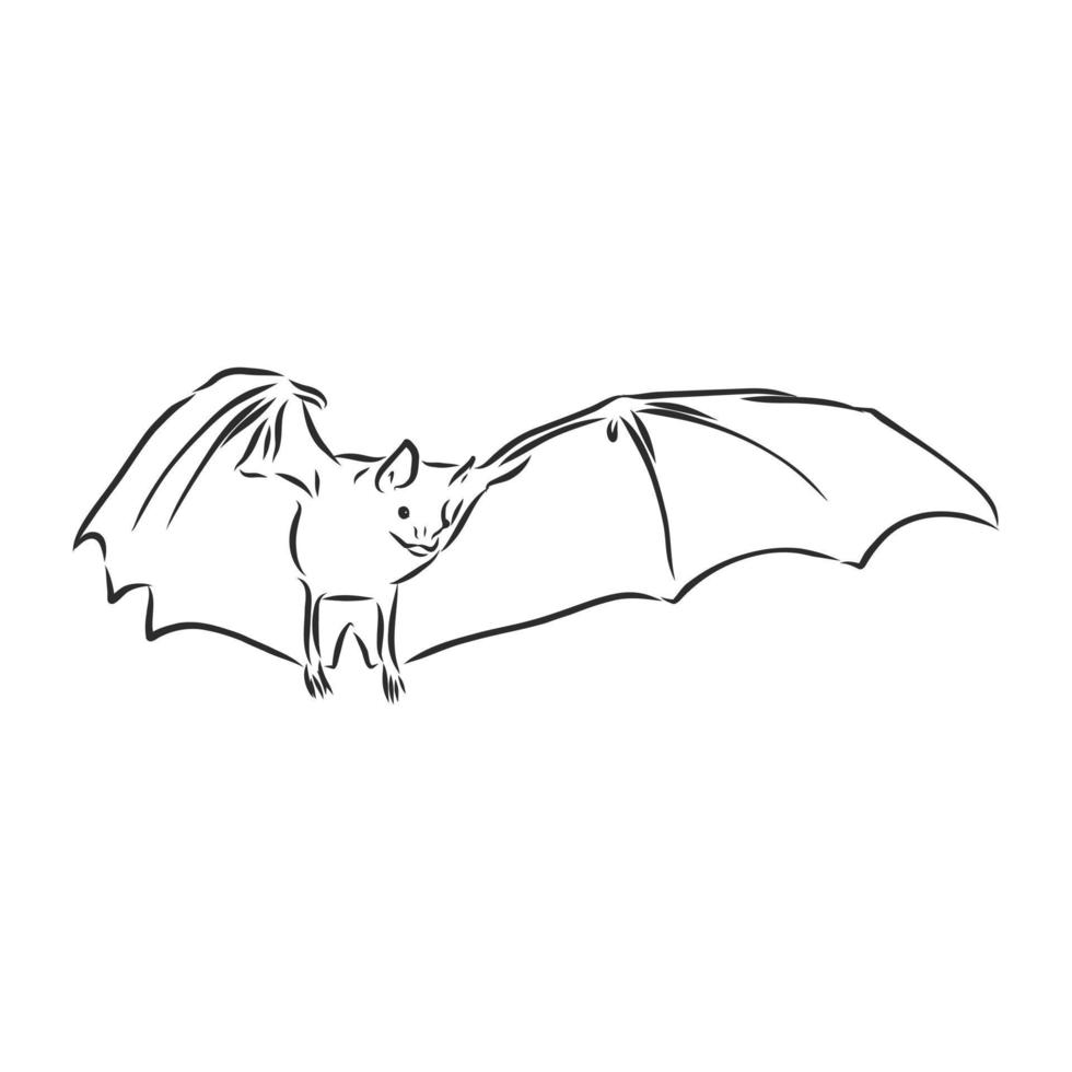 dibujo vectorial de murciélago vector