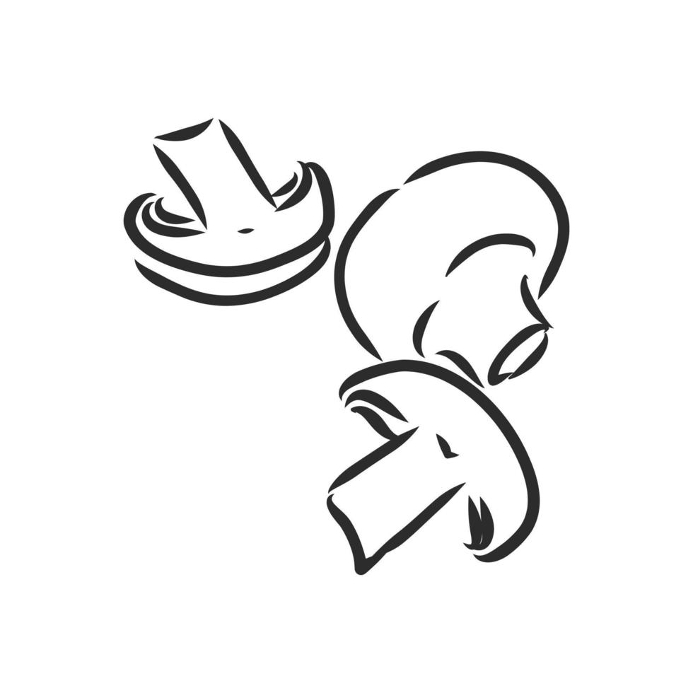 mushrooms champignons vector sketch
