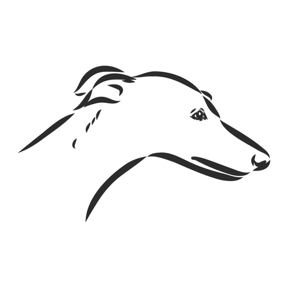 greyhound vector sketch