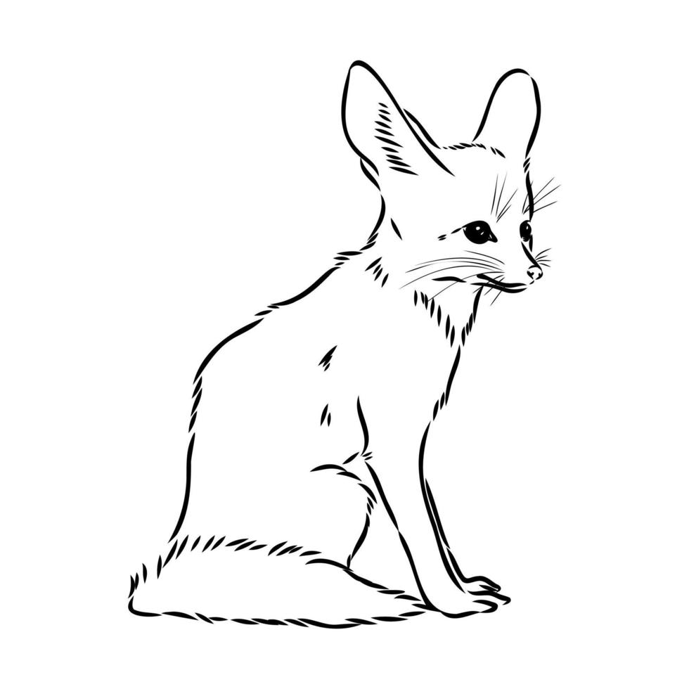 bosquejo del vector del zorro fenek