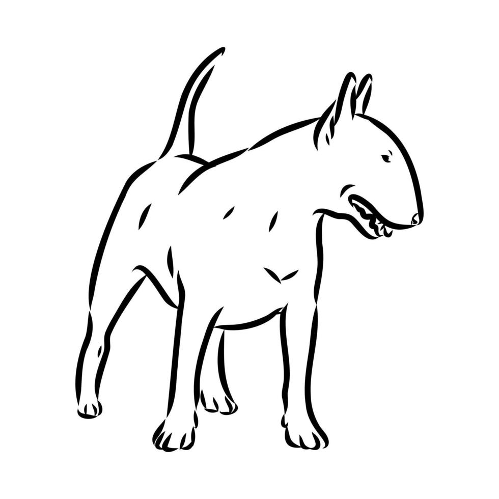 bull terrier vector sketch