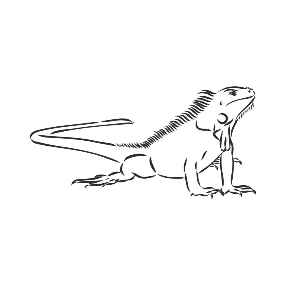 dibujo vectorial de iguana vector