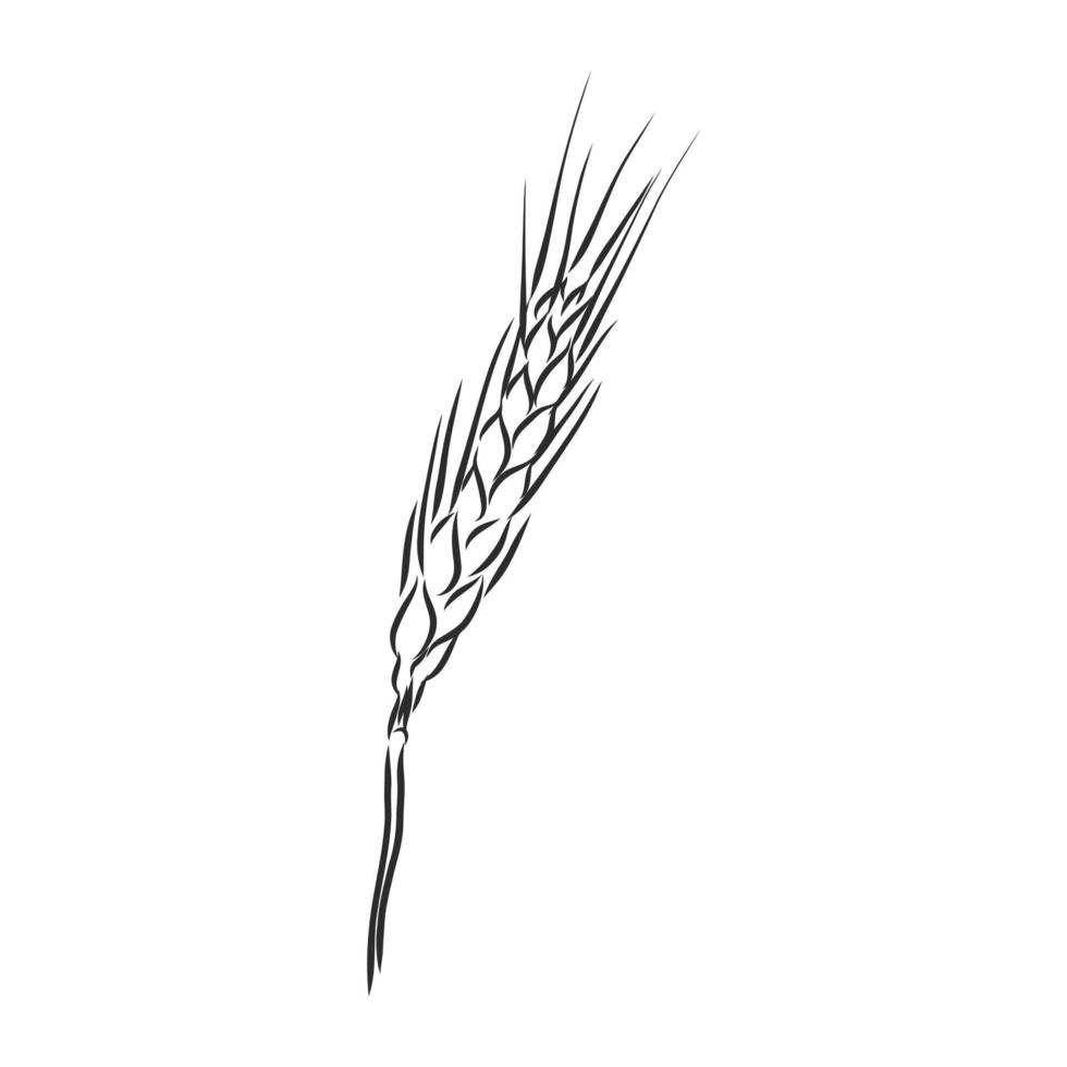 dibujo vectorial de trigo vector