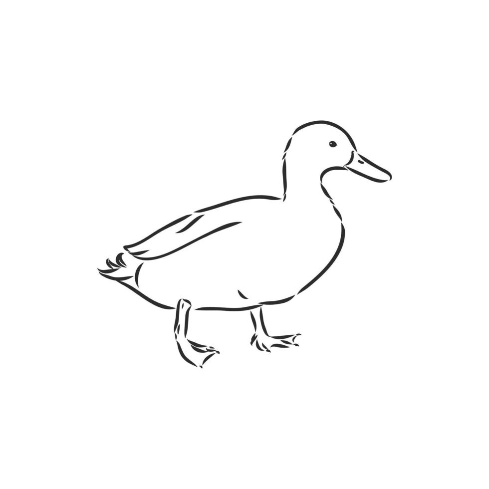 dibujo vectorial de pato vector