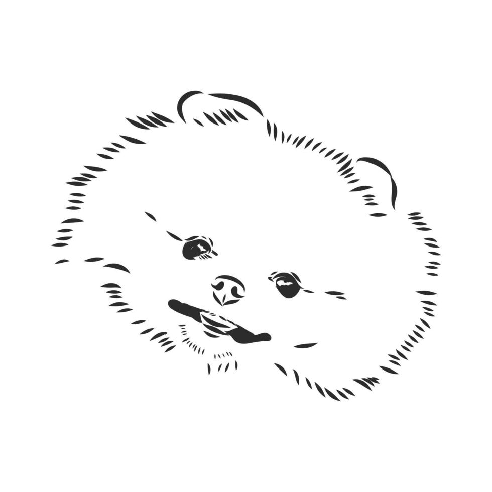 pomeranian vector sketch