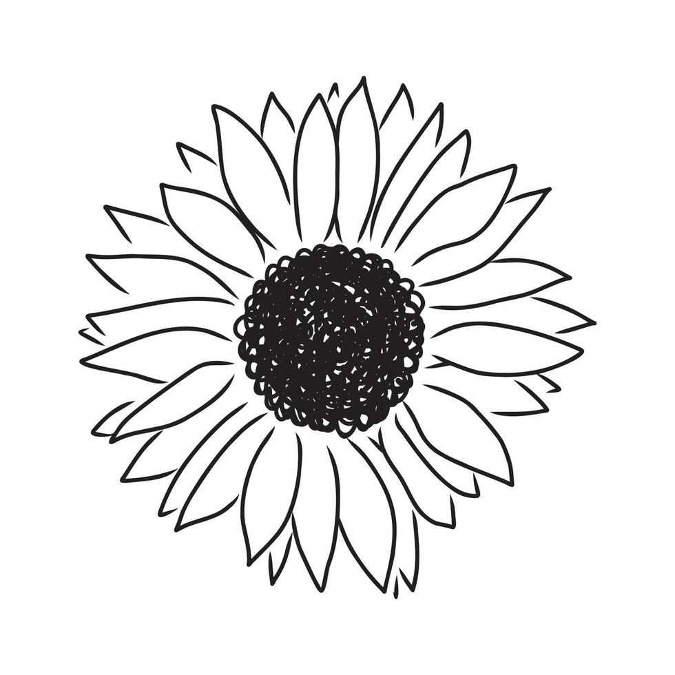 sunflower seeds vector sketch