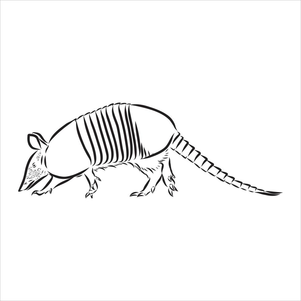 bosquejo del vector animal armadillo