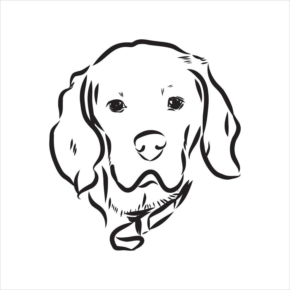 beagle dog vector sketch