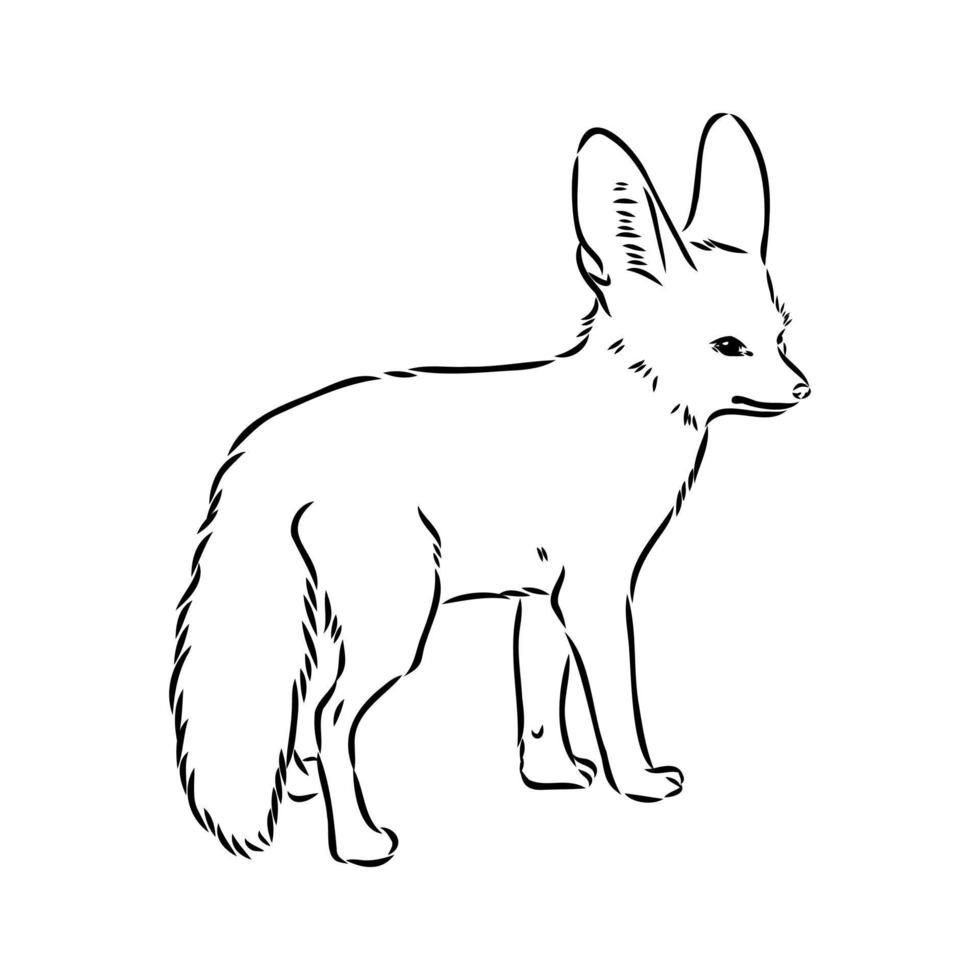 fox fenek vector sketch