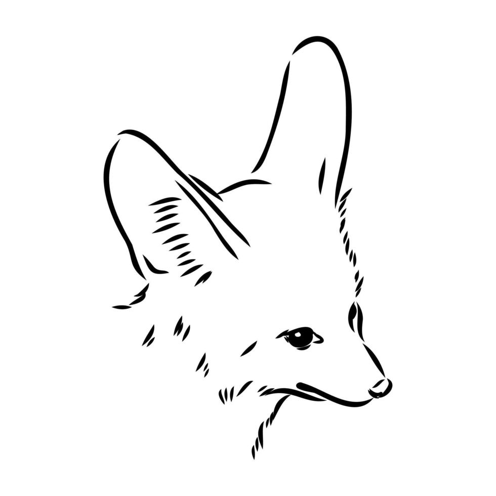 fox fenek vector sketch