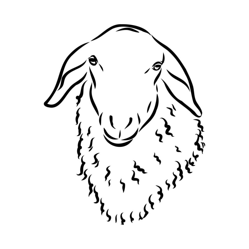 sheep vector sketch
