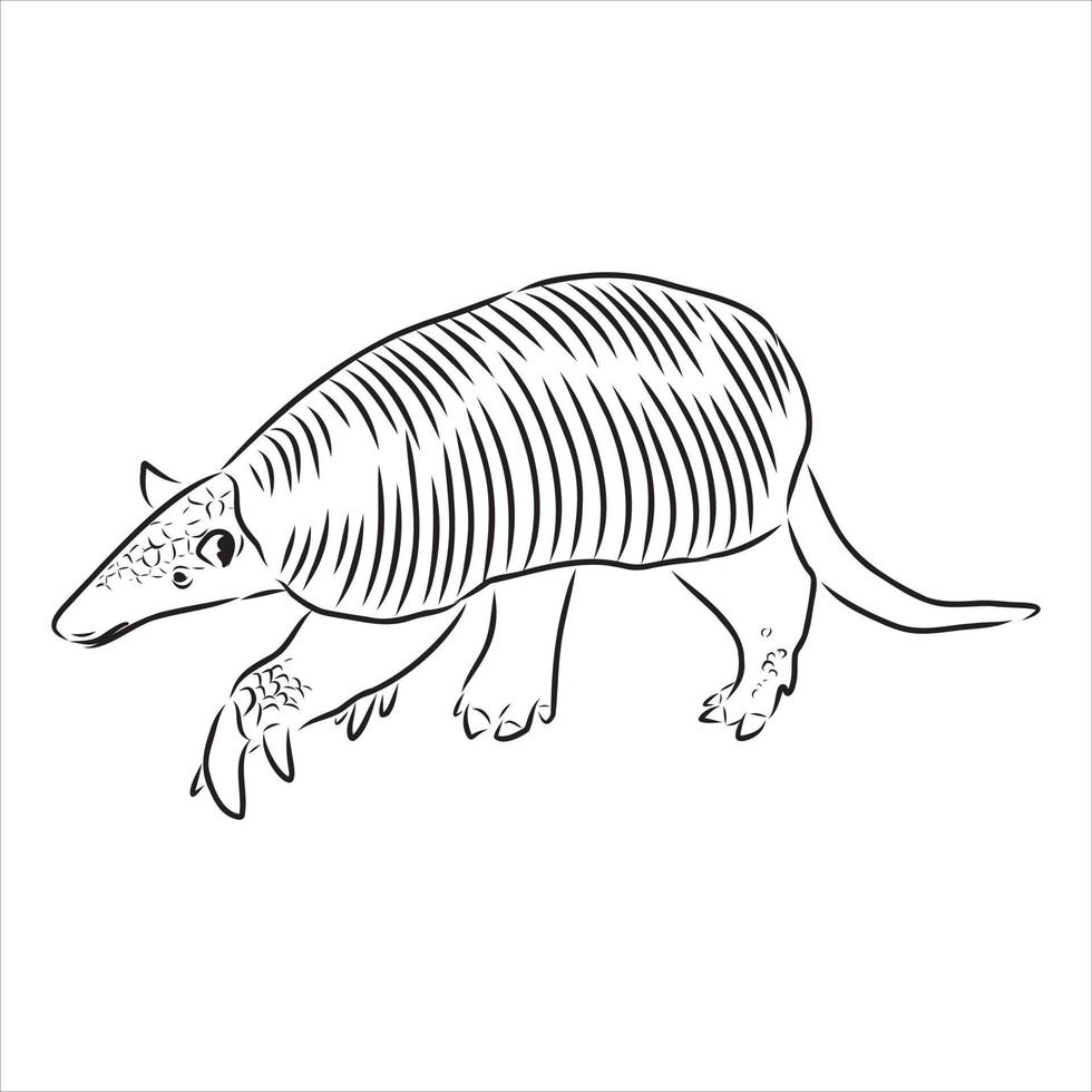 bosquejo del vector animal armadillo