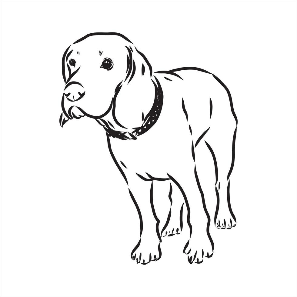 beagle dog vector sketch