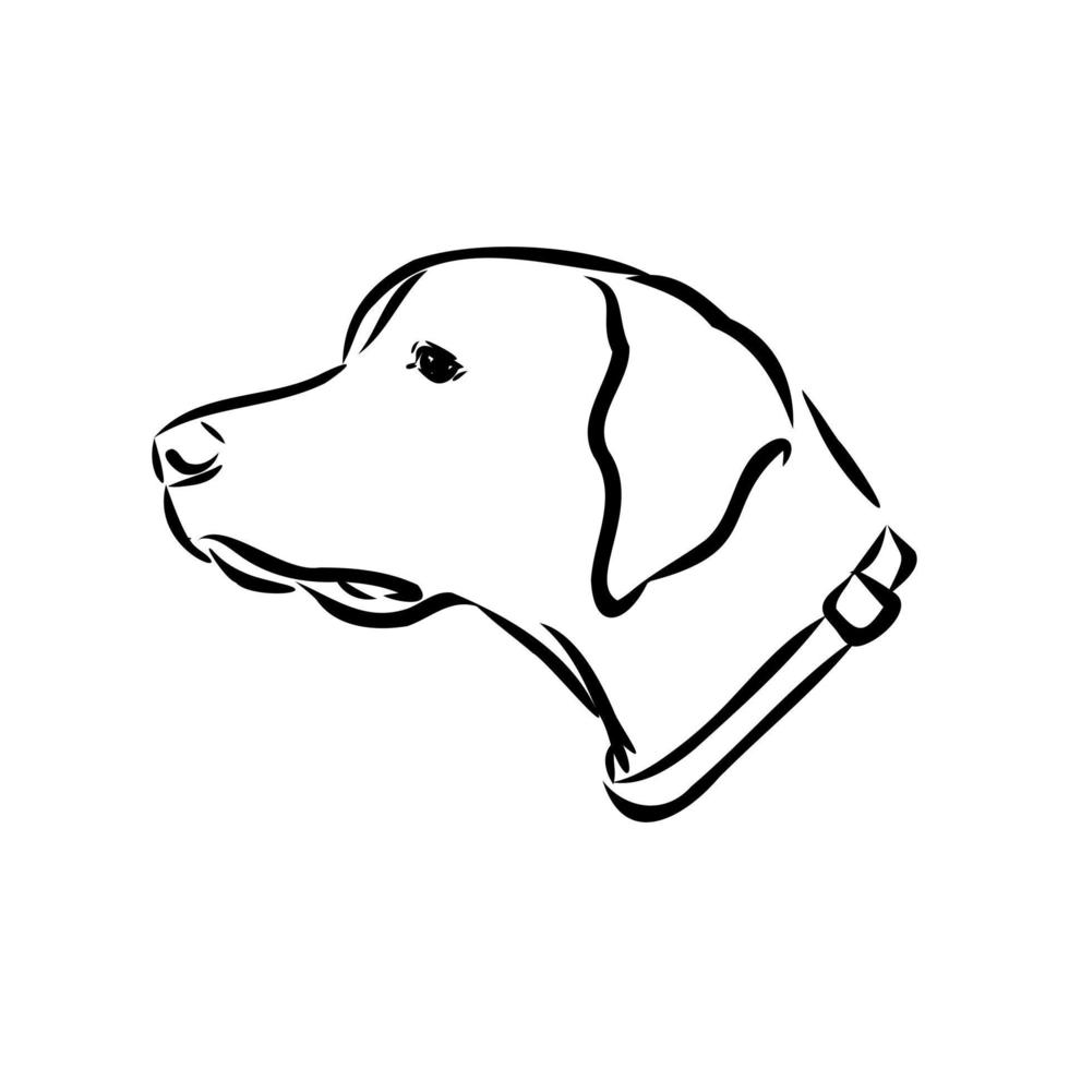 pointer dog vector sketch