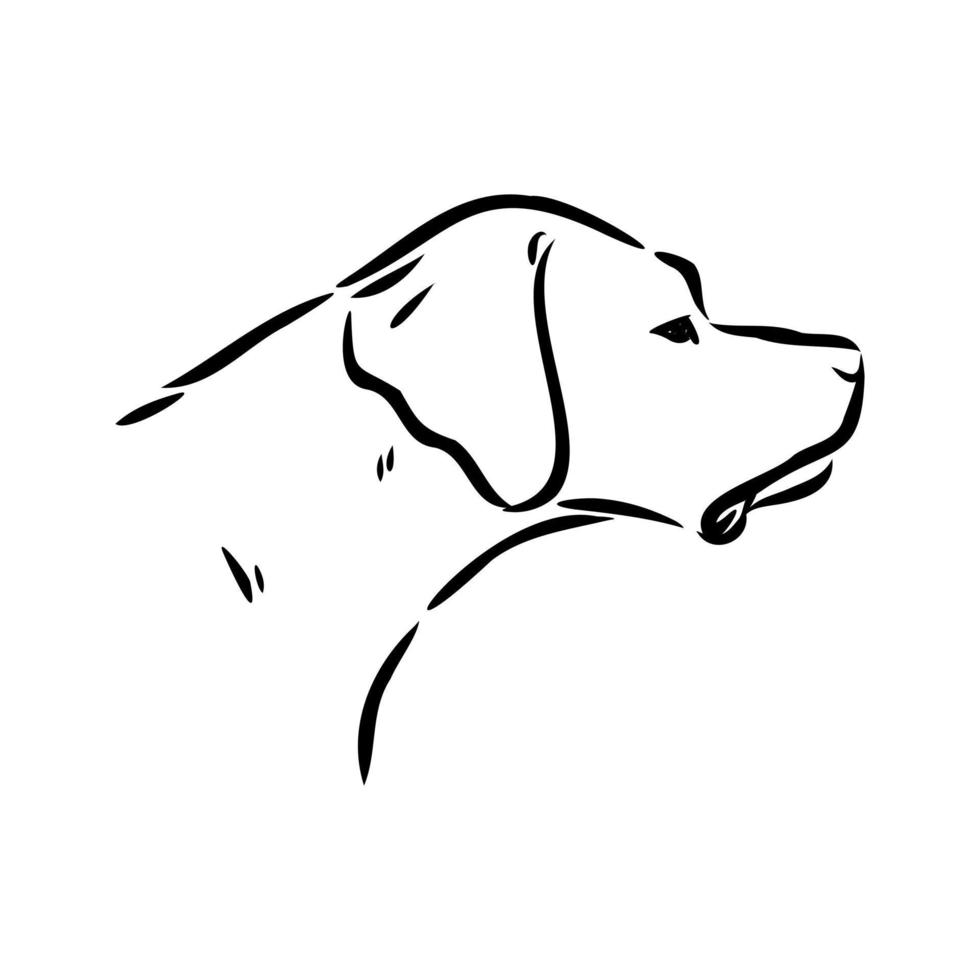 pointer dog vector sketch