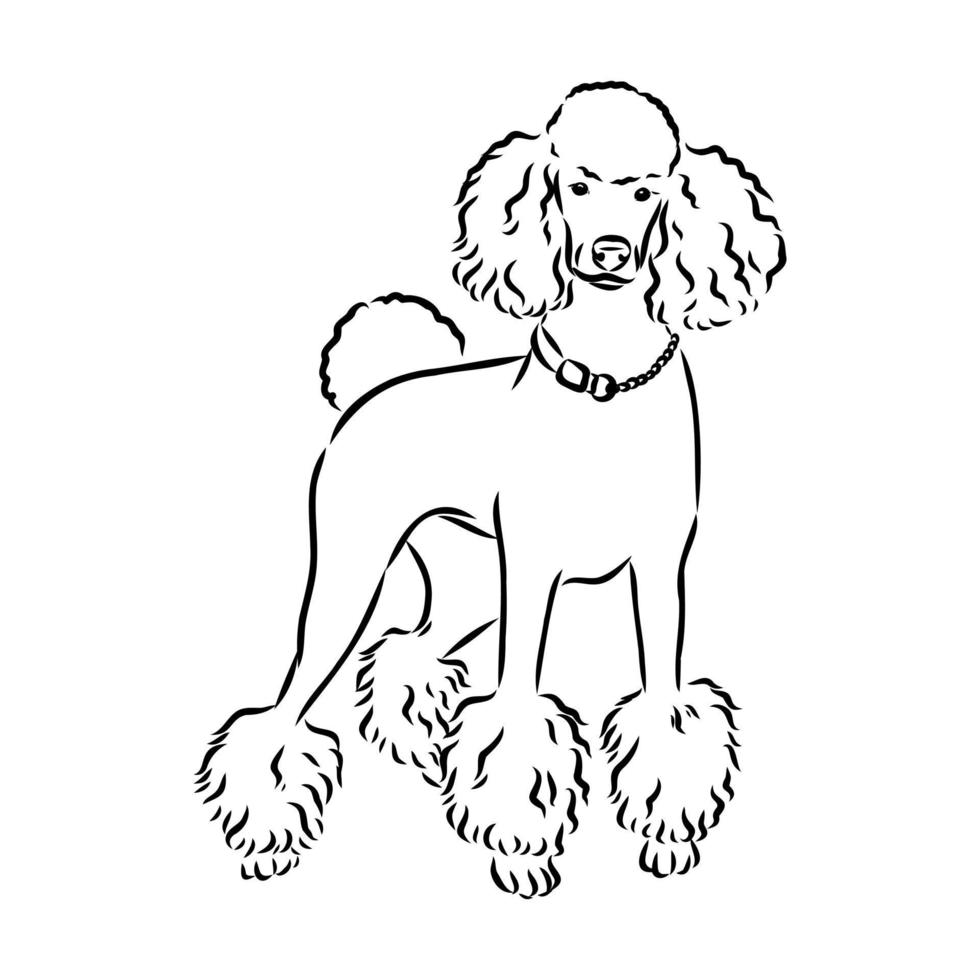 poodle dog vector sketch