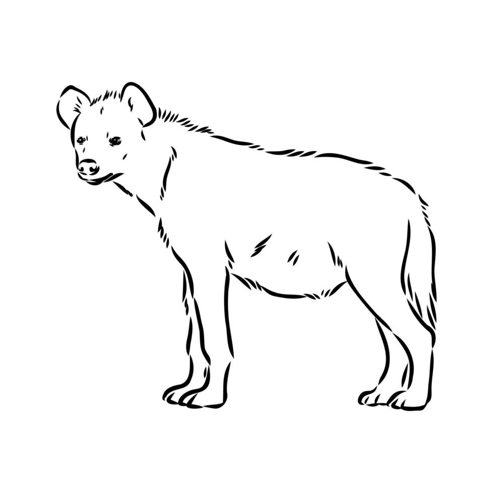 hyena vector sketch