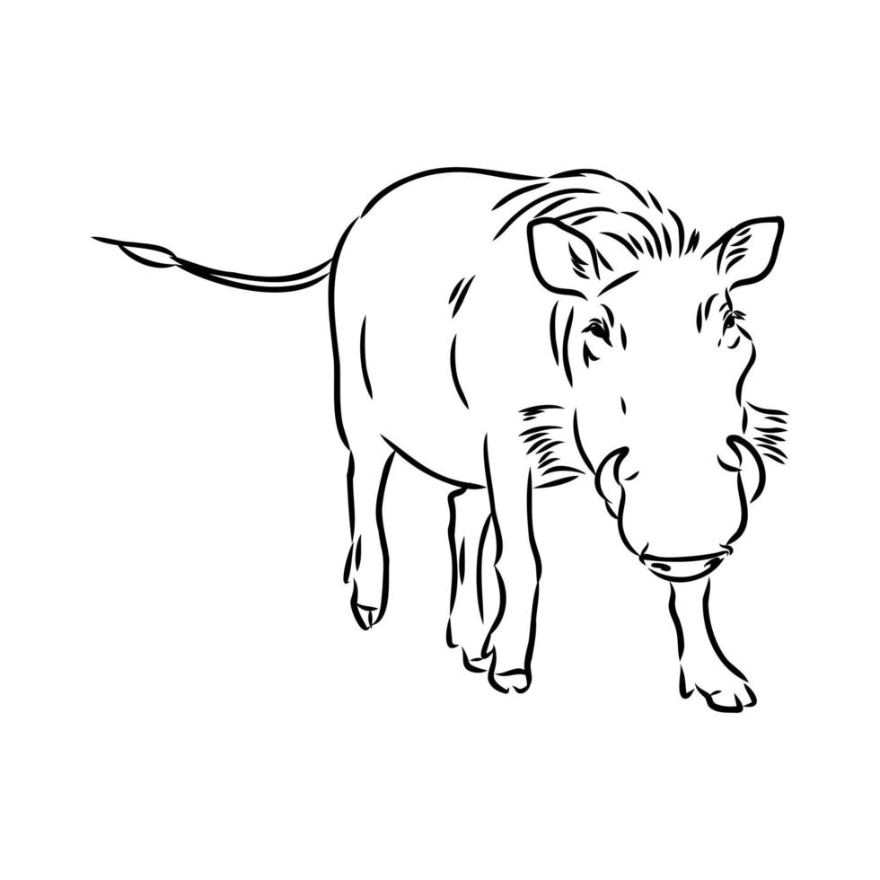 warthog vector sketch