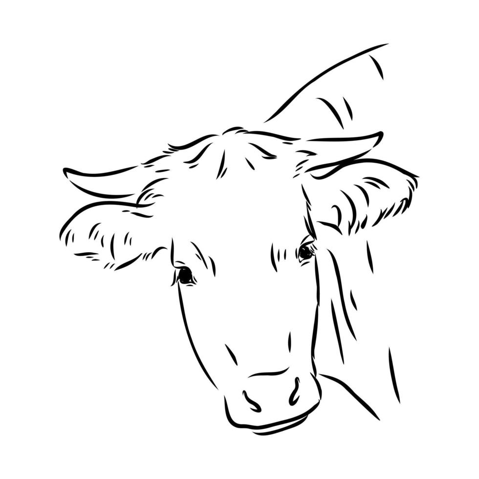 bosquejo del vector de la vaca