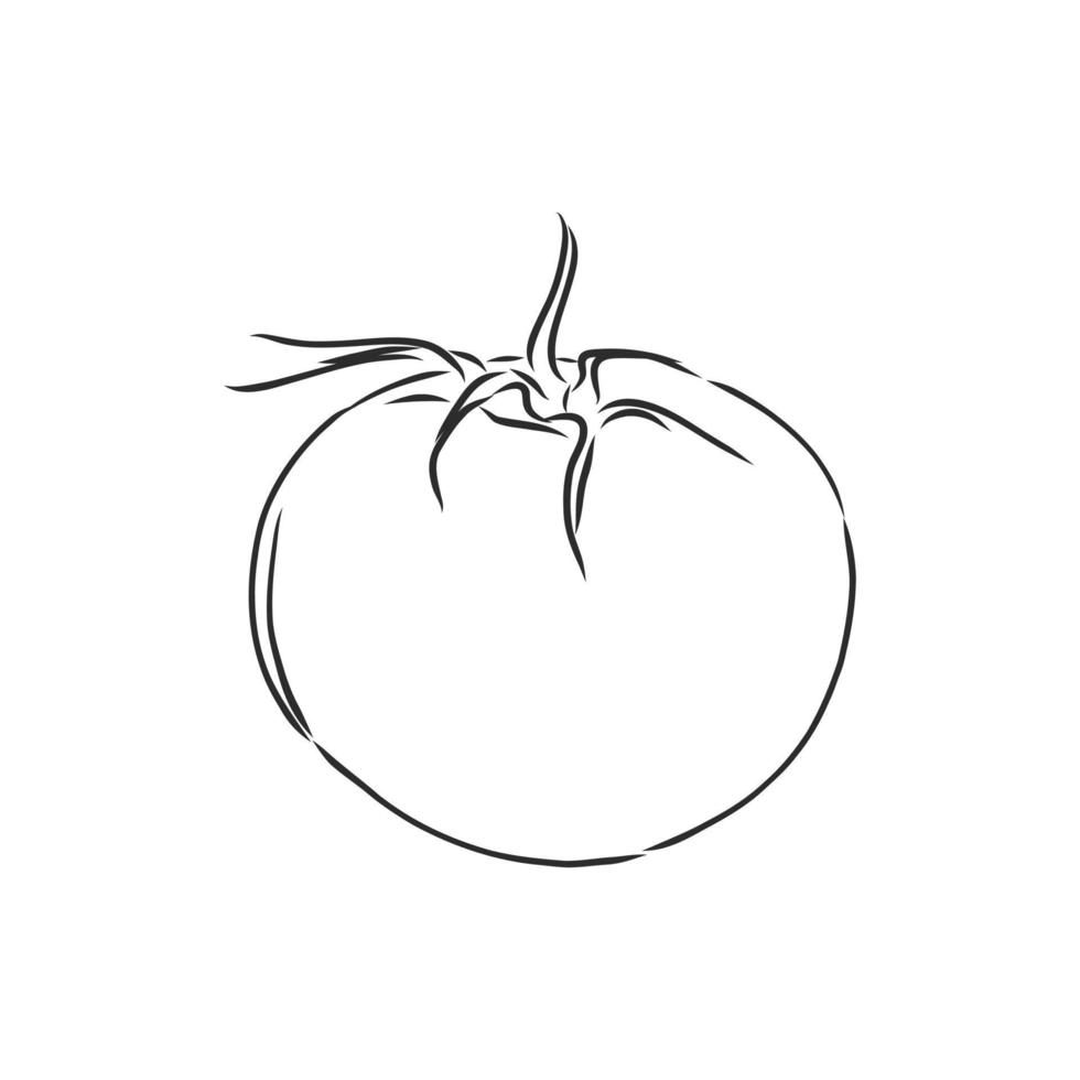 bosquejo del vector del tomate