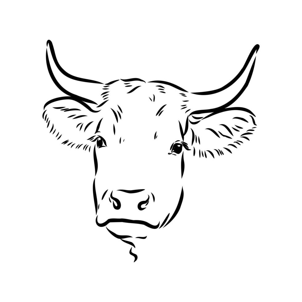 bosquejo del vector de la vaca