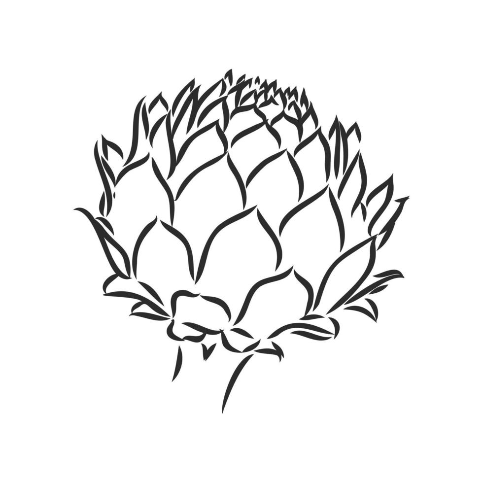 artichoke vector sketch