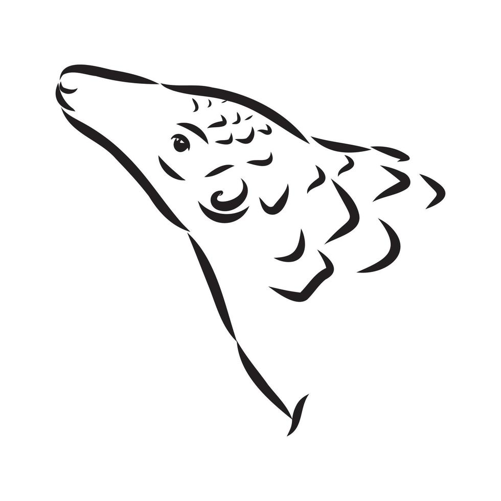pangolin vector sketch